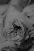 DSC02427-2